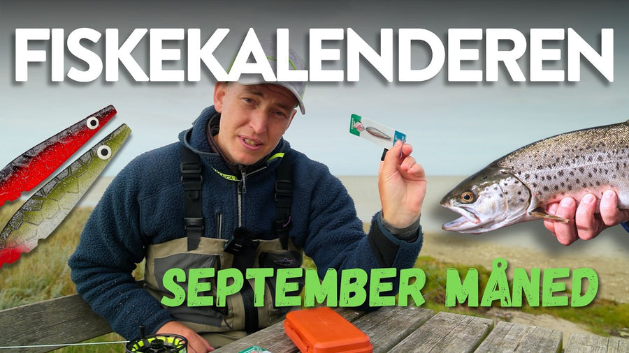 Fiskekalenderen: september – hvad kan du fiske efter?