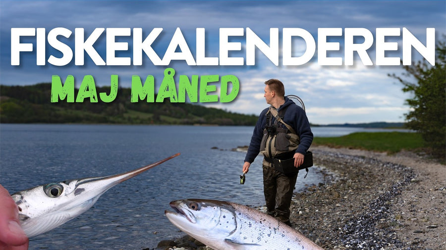 Fiskekalenderen: maj – hvad kan du fiske efter?