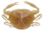 Berkley Gulp!® Saltwater Peeler Crab â€“ 1109388.jpg