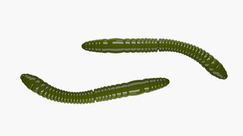 Libra Lures Fatty D'Worm Tournament - 55mm
