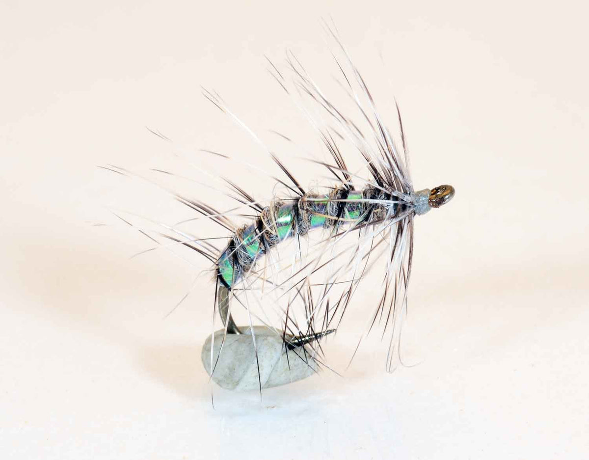 Mysis Coastal Fly