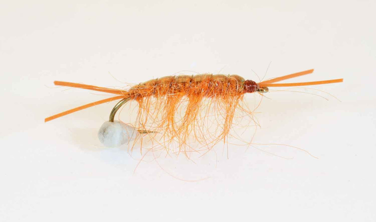 Alpha Omega Gamma Rus Coastal Fly