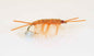 Alpha Omega Gamma Rus Coastal Fly