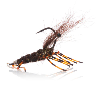 Honey Shrimp original #6