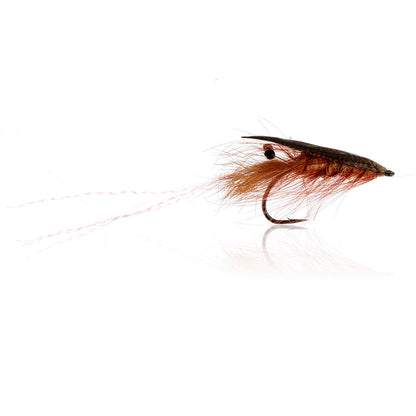 Honey Shrimp original #6