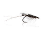 Honey Shrimp original #6