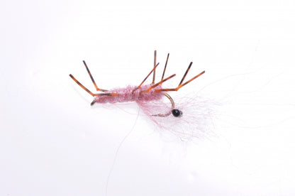 Honey Shrimp original #6