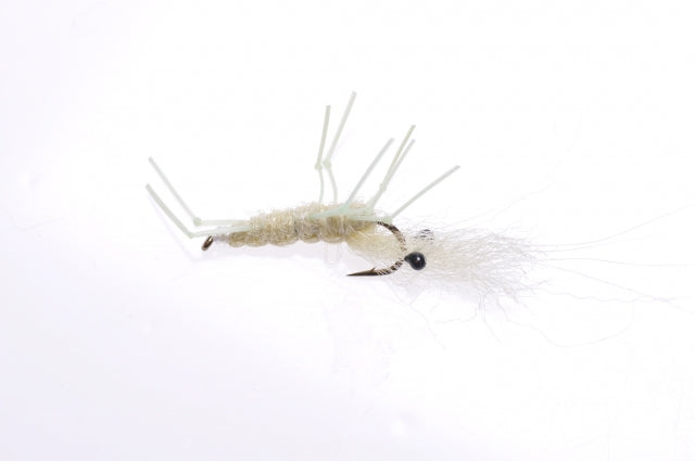Honey Shrimp original #6