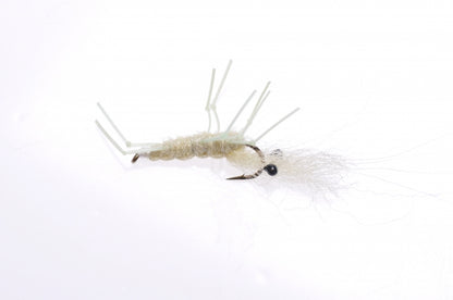 Honey Shrimp original #6