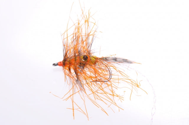 Honey Shrimp original #6