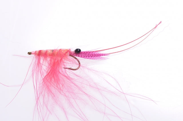Honey Shrimp original #6