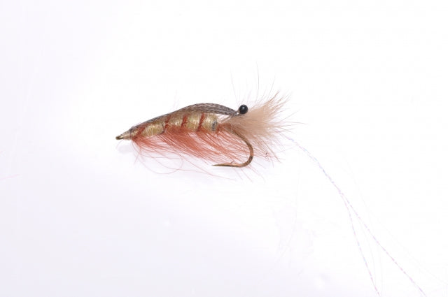 Honey Shrimp original #6