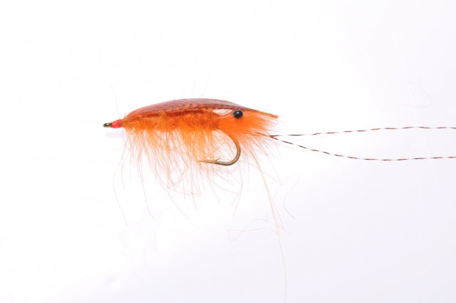 Honey Shrimp original #6
