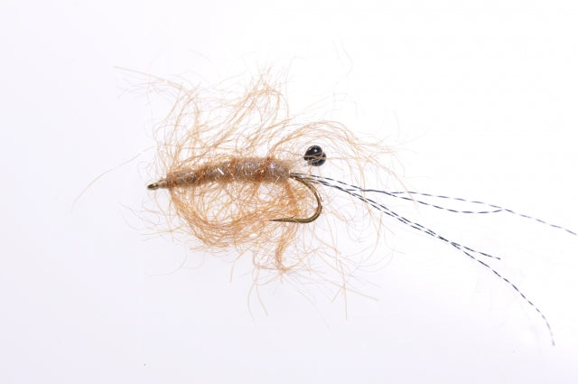 Honey Shrimp original #6