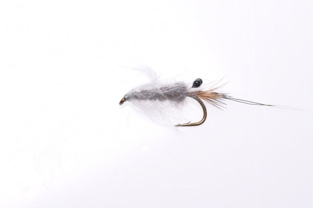 Honey Shrimp original #6