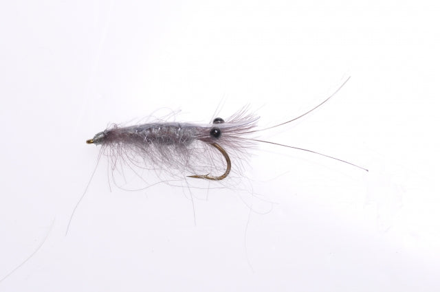 Honey Shrimp original #6