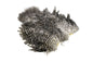 Whiting American Hen SH/C â€“ dealerweb-cms-cfc55ff1-b013-4862-8a00-77ef50063365.jpg