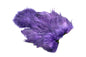 Whiting Rooster SH/C â€“ dealerweb-cms-f36bc013-79be-4fbe-aa00-088bfd739e35.jpg